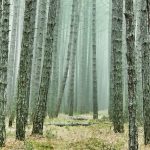 Güney Osetya Gezilecek Yerler