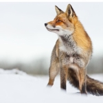 ilgi-cekici-hikayesiyle-vahsi-transilvanya-drakulanin-gizli-kralligi-15-aralik-pazar-gunu-20-00da-national-geographic-wild-ekranlarinda.jpg