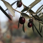 urla-zeytin-ve-sanat-festivali.jpg