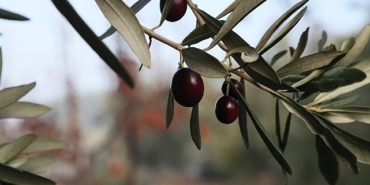 urla-zeytin-ve-sanat-festivali.jpg