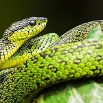 national-geographic-now-sec-izle-servisinin-mart-ayi-temasi-yilanlar.jpg