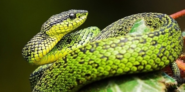 national-geographic-now-sec-izle-servisinin-mart-ayi-temasi-yilanlar.jpg