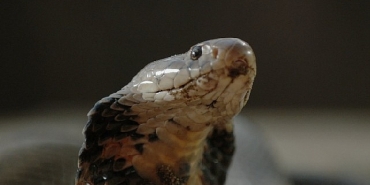 sehirdeki-yilanlar-zehirli-karsilasmalar-2-mart-pazar-gunu-20-00de-national-geographic-wild-ekranlarinda.jpg