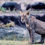 3-bolumden-olusan-katavi-afrikanin-yitirilmis-cenneti-5-mart-carsamba-gunu-20-00de-national-geographic-wild-ekranlarinda.jpg