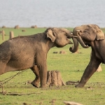 national-geographic-now-sec-izle-servisinin-nisan-ayi-temasi-hayvanlarin-gizemli-dunyasi.jpg