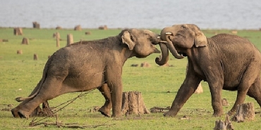 national-geographic-now-sec-izle-servisinin-nisan-ayi-temasi-hayvanlarin-gizemli-dunyasi.jpg