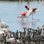 flamingolarin-buyuleyici-dunyasi-bornovada.jpg