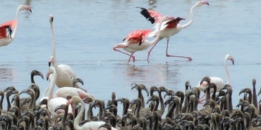 flamingolarin-buyuleyici-dunyasi-bornovada.jpg