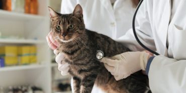 İzmir Veteriner (14)