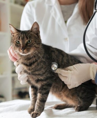 İzmir Veteriner (14)