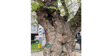 asirlik-agacin-yaralari-sarildi.jpg