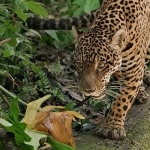 jaguar-guyananin-orman-ustasi-3-mayis-cumartesi-gunu-20-00de-national-geographic-wild-ekranlarinda.jpg