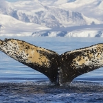 national-geographic-now-sec-izle-servisi-haziran-ayinda-dalgalarin-ardinda-temasi-ile-izleyicilerle-bulusuyor.jpg