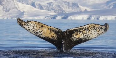 national-geographic-now-sec-izle-servisi-haziran-ayinda-dalgalarin-ardinda-temasi-ile-izleyicilerle-bulusuyor.jpg