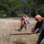 5-tonluk-bugday-yerel-ureticiye-nefes-olacak.jpg