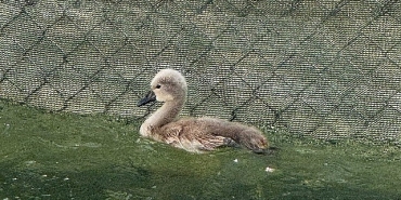 baskentin-simgesi-kugulu-park-parladi.jpg