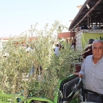 buyuksehirden-19-ilceye-40-bin-zeytin-fidani-destegi.jpg
