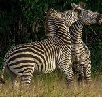 nehirde-yasam-mucadelesi-2-agustos-cumartesi-20-00de-national-geographic-wild-ekranlarinda-izleyicilerle-bulusuyor.jpg