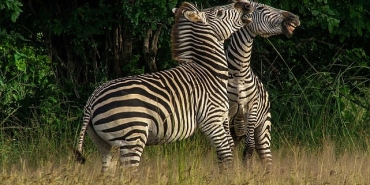 nehirde-yasam-mucadelesi-2-agustos-cumartesi-20-00de-national-geographic-wild-ekranlarinda-izleyicilerle-bulusuyor.jpg