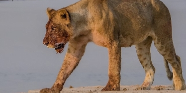 afrikanin-nehir-devleri-9-agustos-cumartesi-20-00de-national-geographic-wild-ekranlarinda-izleyicilerle-bulusuyor.jpg