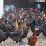 buyuksehir-yuzde-50-hibeli-16-bin-tavuk-dagitti.jpg