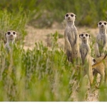 doganin-dahileri-20-agustos-carsamba-20-00de-national-geographic-wild-ekranlarinda.jpg