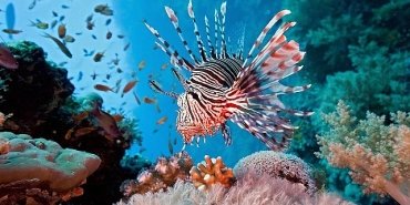 vahsi-kiyilar-kusagina-ozel-resif-avcilari-10-agustos-pazar-20-00de-national-geographic-wild-ekranlarinda.jpg