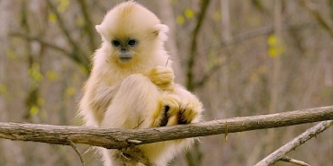 primatlar-dunyasi-28-eylul-pazar-21-00de-national-geographic-wild-ekranlarinda.jpg