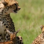 afrikanin-vahsi-dahileri-2-kasim-pazar-20-00de-national-geographic-wild-ekranlarinda.jpg
