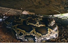 piton-istilasi-19-ekim-pazar-20-00de-national-geographic-wild-ekranlarinda.jpg