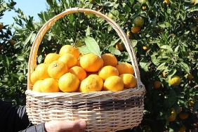 satsuma-mandalinanin-ihracat-yolculugu-17-ekimde-basliyor.jpg