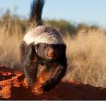 inanilmaz-bal-porsugu-30-kasim-pazar-20-00de-national-geographic-wild-ekranlarinda.jpg