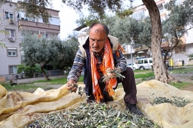 bucada-zeytin-hasadi-zamani.jpg