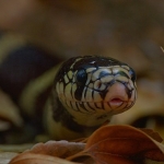 3-bolumden-olusan-yilanlarin-gizli-dunyasi-1-mart-pazar-20-00de-national-geographic-wild-ekranlarinda.jpg