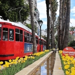baharin-mujdecisi-laleler-antalya-sokaklarini-renklendirdi.jpg