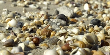 deniz-kabuklari-doganin-eseri-21-haziran-pazar-saat-20-00de-national-geographic-wild-ekranlarinda.jpg