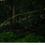 doganin-isiltisi-7-haziran-pazar-saat-20-00de-national-geographic-wild-ekranlarinda-izleyicilerle-bulusuyor.jpg
