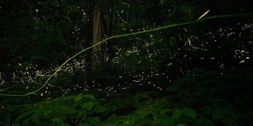doganin-isiltisi-7-haziran-pazar-saat-20-00de-national-geographic-wild-ekranlarinda-izleyicilerle-bulusuyor.jpg