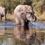 afrikanin-gizemli-nehri-1-agustos-cumartesi-saat-20-00de-national-geographic-wild-ekranlarinda-izleyicilerle-bulusuyor.jpg