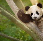 izleyicileri-eglenceli-bir-yolculuga-cikaracak-panda-akademisi-2-agustos-pazar-saat-20-00de-national-geographic-wild-ekranlarinda-basliyor.jpg