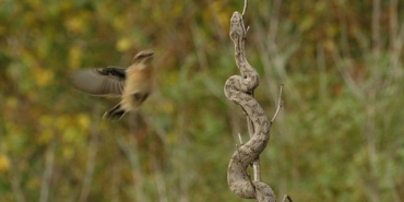 muhtesem-yirticilar-zehirliler-18-temmuz-cumartesi-saat-20-00de-national-geographic-wild-ekranlarinda-izleyicilerle-bulusuyor.jpg