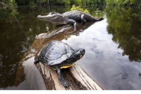 amerikanin-amazonu-29-agustos-cumartesi-saat-20-00de-national-geographic-wildda.jpg