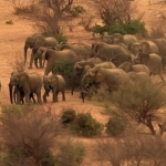 fil-dunyasi-12-agustos-carsamba-saat-20-00de-national-geographic-wild-ekranlarinda.jpg