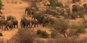 fil-dunyasi-12-agustos-carsamba-saat-20-00de-national-geographic-wild-ekranlarinda.jpg