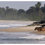 gabonun-sorfculeri-ormandan-okyanusa-22-agustos-cumartesi-saat-20-00de-national-geographic-wild-ekranlarinda-izleyicilerle-bulusuyor.jpg