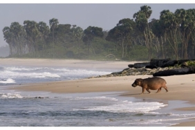 gabonun-sorfculeri-ormandan-okyanusa-22-agustos-cumartesi-saat-20-00de-national-geographic-wild-ekranlarinda-izleyicilerle-bulusuyor.jpg