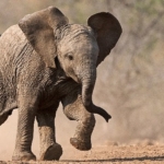 kucuk-devler-23-agustos-pazar-saat-20-00de-national-geographic-wild-ekranlarinda.jpg