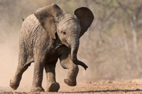 kucuk-devler-23-agustos-pazar-saat-20-00de-national-geographic-wild-ekranlarinda.jpg