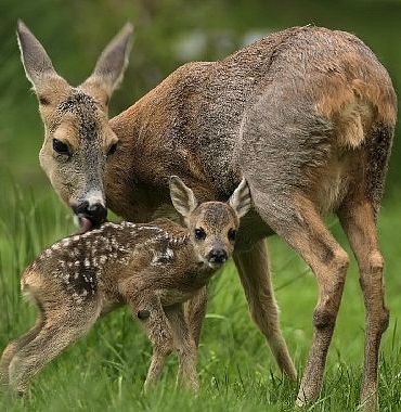 yeni-vahsi-nesil-hayata-ilk-adim-30-agustos-pazar-saat-20-00de-national-geographic-wildda.jpg