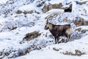 ‘Gredos: Dağların Kralı’, 26 Eylül Cumartesi Saat 19.00’da National Geographic WILD Ekranlarında!